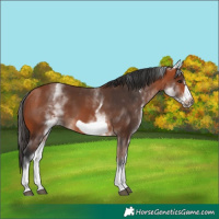 Horse Color:White Spotted Bay Frame