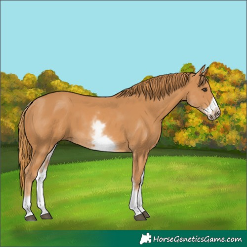 Horse Color:White Spotted Chestnut Frame 