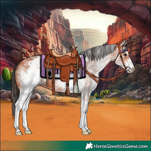 Horse Color:White Spotted Bay 