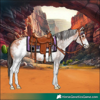 Horse Color:White Spotted Bay