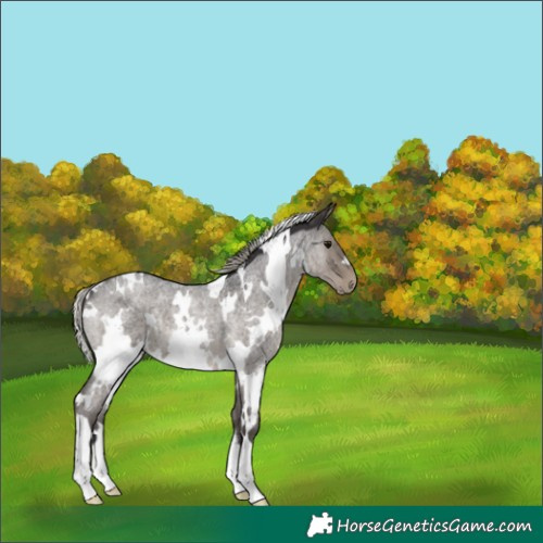 Horse Color:White Spotted Silver Smoky Blue Roan