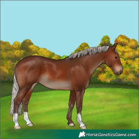 Horse Color:Silver Brown 