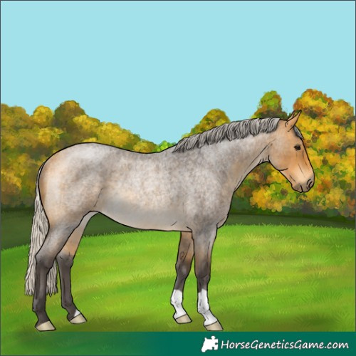 Horse Color:Silver Buckskin Roan Rabicano