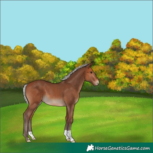 Horse Color:Silver Brown