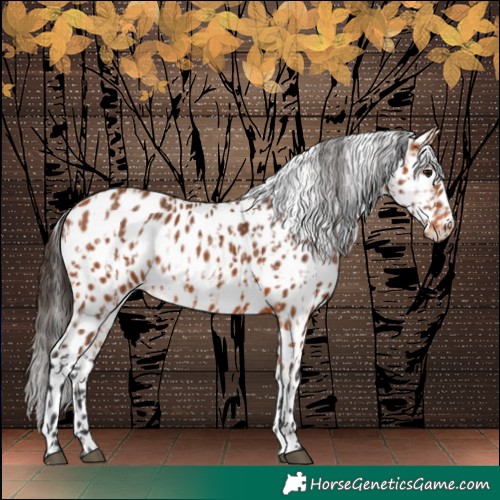 Horse Color:Bay Leopard and Bay Leopard