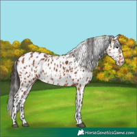 Horse Color:Bay Appaloosa  and Bay Appaloosa 