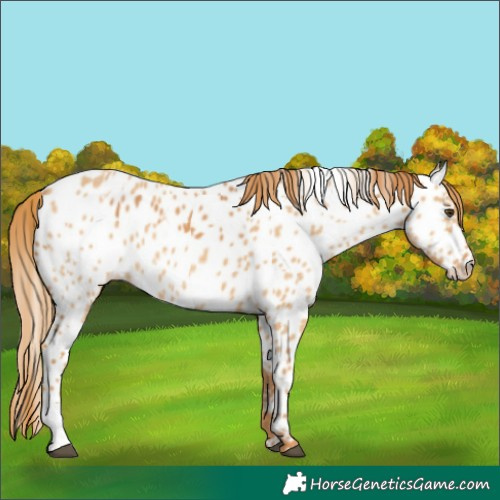 Horse Color:Chestnut Appaloosa and Red Dun Appaloosa