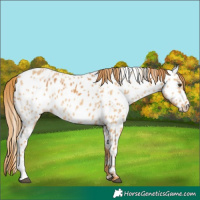 Horse Color:Chestnut Appaloosa and Red Dun Appaloosa