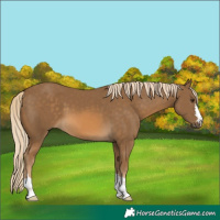 Horse Color:Chocolate Palomino 