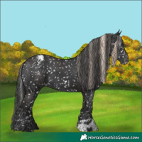 Horse Color:Liver Chestnut Snowflake Varnish and Black Snowflake Varnish