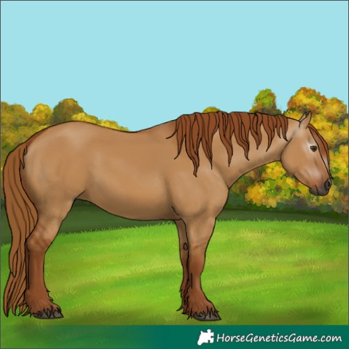 Horse Color:Gray Red Dun 