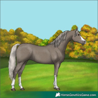 Horse Color:Silver Grullo 