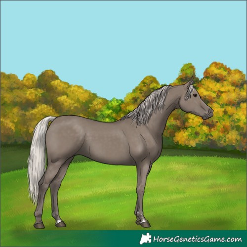 Horse Color:Silver Grullo