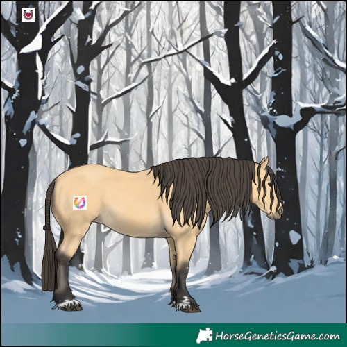 Horse Color:Buckskin 