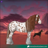 Horse Color:Chestnut Appaloosa and Chestnut Appaloosa