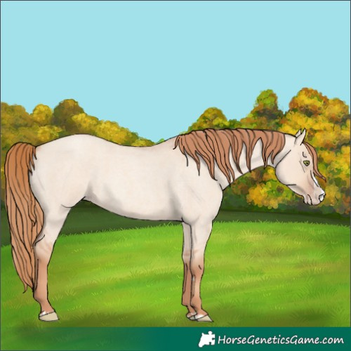 Horse Color:Gold Champagne Roan Dun Splash 