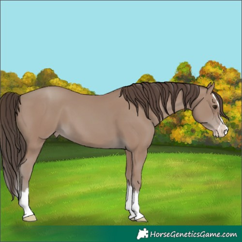 Horse Color:Classic Champagne Splash