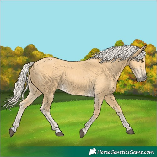 Horse Color:Palomino 