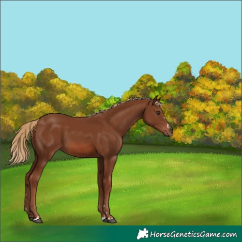 Horse Color:Chestnut 