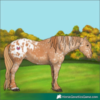 Horse Color:Chestnut Blanket and Chestnut Blanket