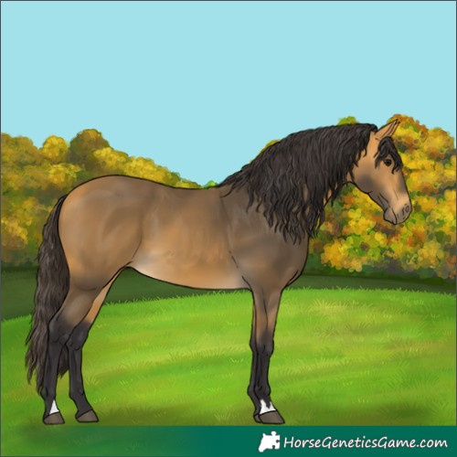 Horse Color:Buckskin