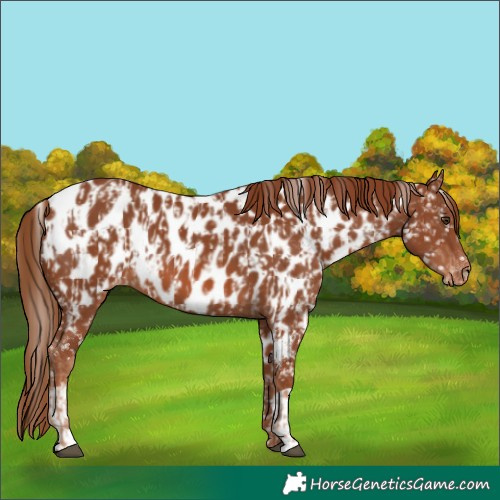 Horse Color:Chestnut Near Leopard and Chestnut Near Leopard