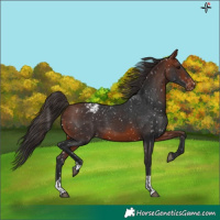 Horse Color:Bay Snowflake Varnish and Bay Varnish