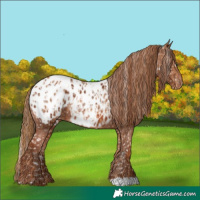 Horse Color:Chestnut Appaloosa and Chestnut Appaloosa
