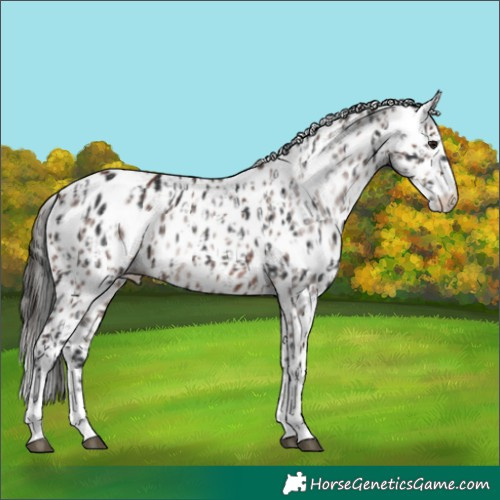 Horse Color:Brown Skewed Appaloosa  and Gray Bay Skewed Appaloosa 