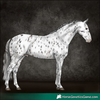 Horse Color:Brown Skewed Appaloosa and Gray Bay Skewed Appaloosa