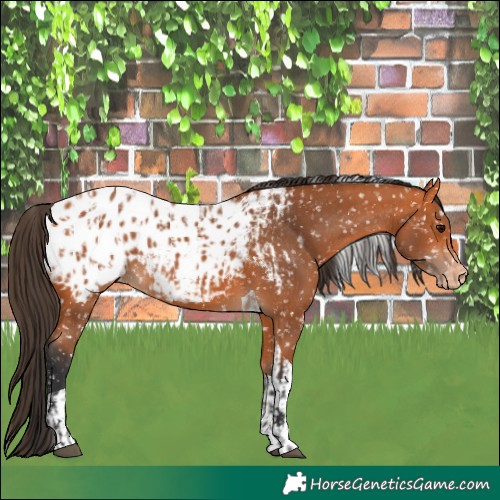 Horse Color:Bay Blanket  and Bay Tobiano Blanket 