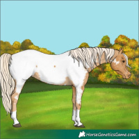 Horse Color:Palomino Tobiano Near Fewspot