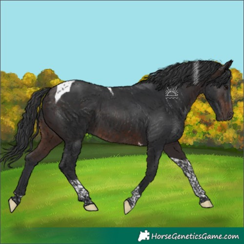 Horse Color:Brown Tobiano 