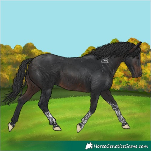 Horse Color:Brown Tobiano 