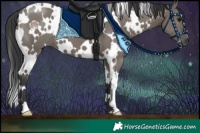 Horse Color:White Spotted Grullo 