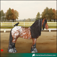 Horse Color:Bay Near Leopard  and Bay Blanket 