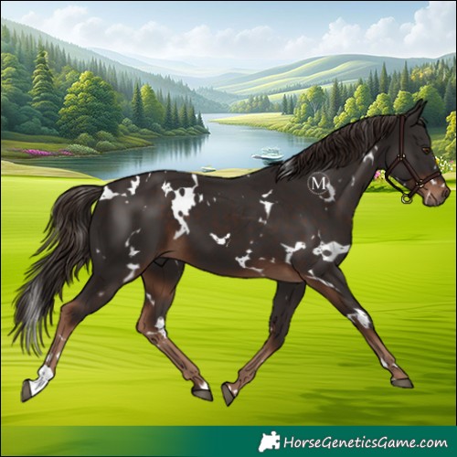 Horse Color:White Spotted Liver Chestnut 