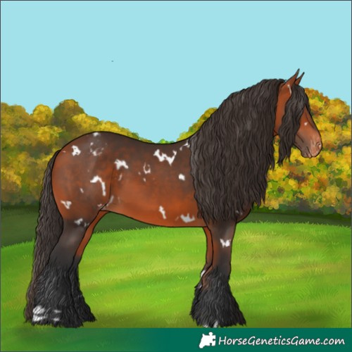 Horse Color:White Spotted Bay Appaloosa