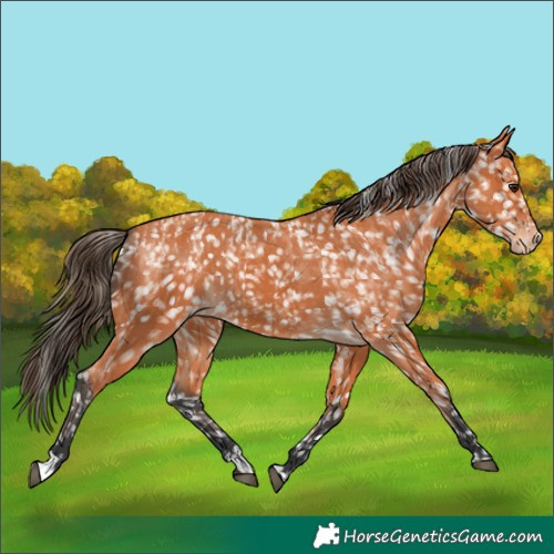 Horse Color:Bay Snowflake Varnish  and Bay Snowflake Varnish 