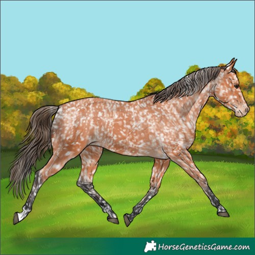Horse Color:Bay Appaloosa  and Bay Appaloosa 