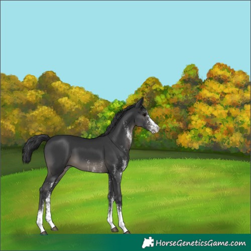 Horse Color:White Spotted Black 