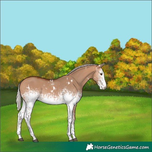 Horse Color:White Spotted Silver Bay Dun Rabicano 