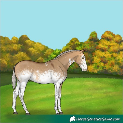 Horse Color:White Spotted Silver Buckskin Dun Rabicano 