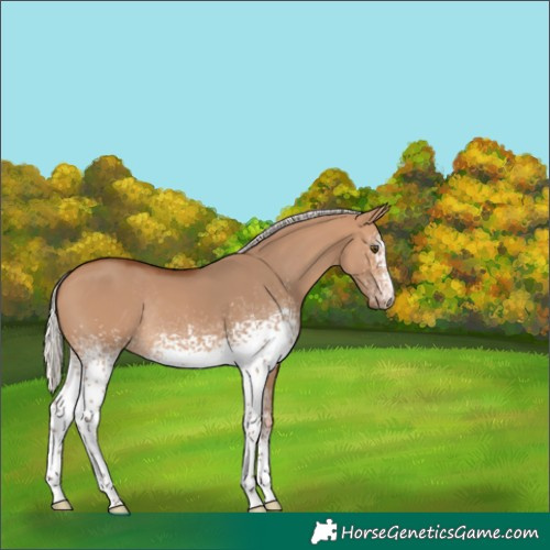 Horse Color:White Spotted Silver Bay Dun Rabicano 