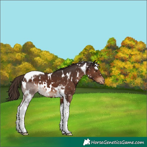Horse Color:White Spotted Liver Chestnut Tobiano Appaloosa 