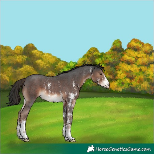 Horse Color:Liver Chestnut Sabino 