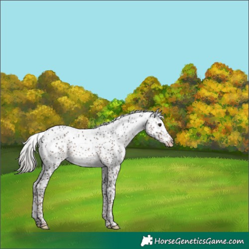 Horse Color:Liver Chestnut Mushroom Sabino Appaloosa