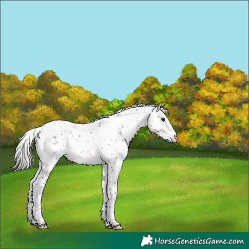 Horse Color:Liver Chestnut Mushroom Sabino Appaloosa Rabicano