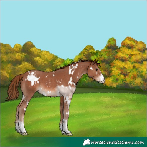 Horse Color:White Spotted Chestnut Sabino Appaloosa 