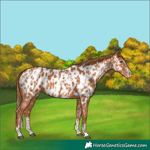 Horse Color:Chestnut Appaloosa  and Chestnut Splash Appaloosa 